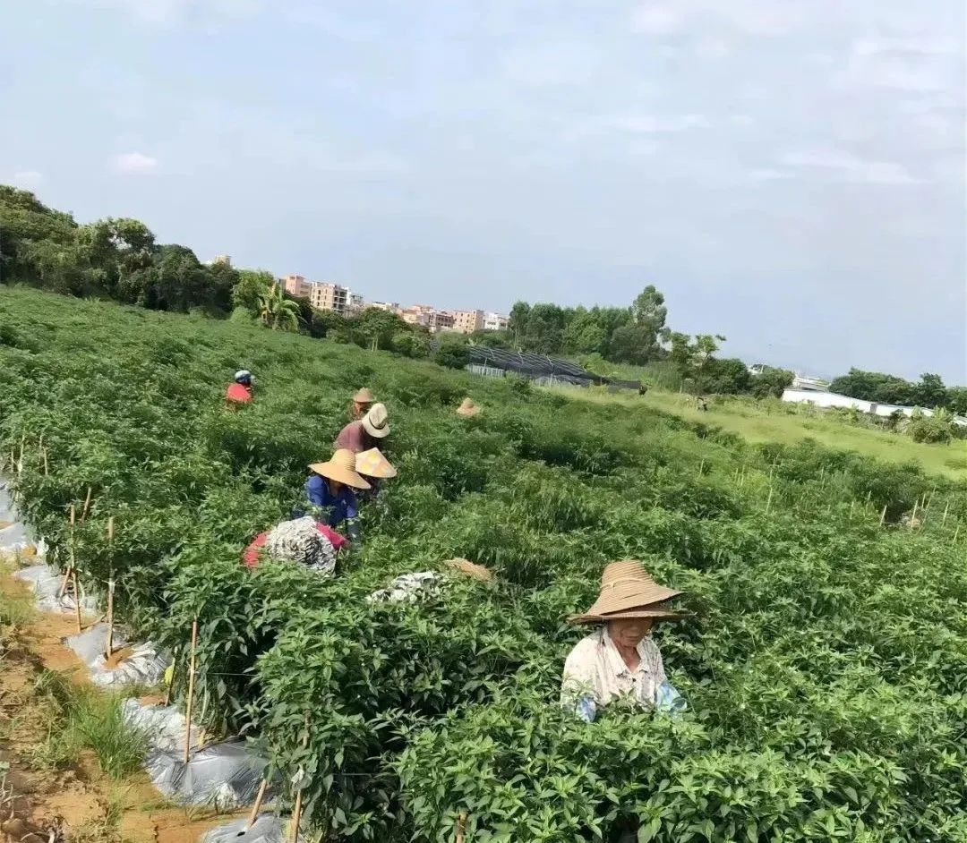 主題教育 | 廣建商城打造種(zhǒng)植示範基地，爲百姓拉起(qǐ)增收緻富“椒響曲”